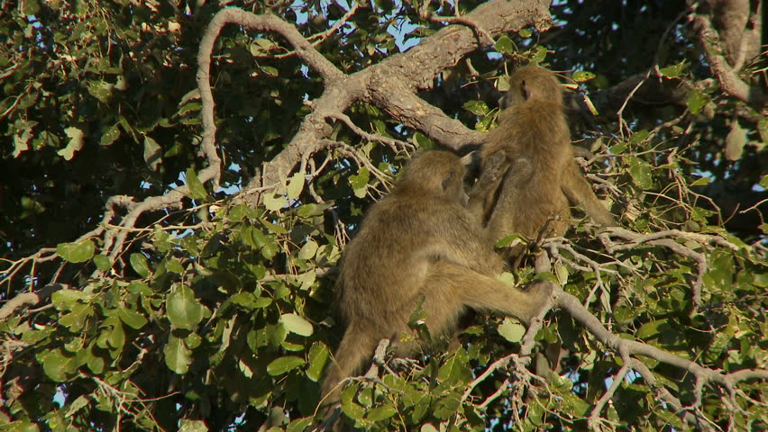 A baboon being groomed on a tree branch