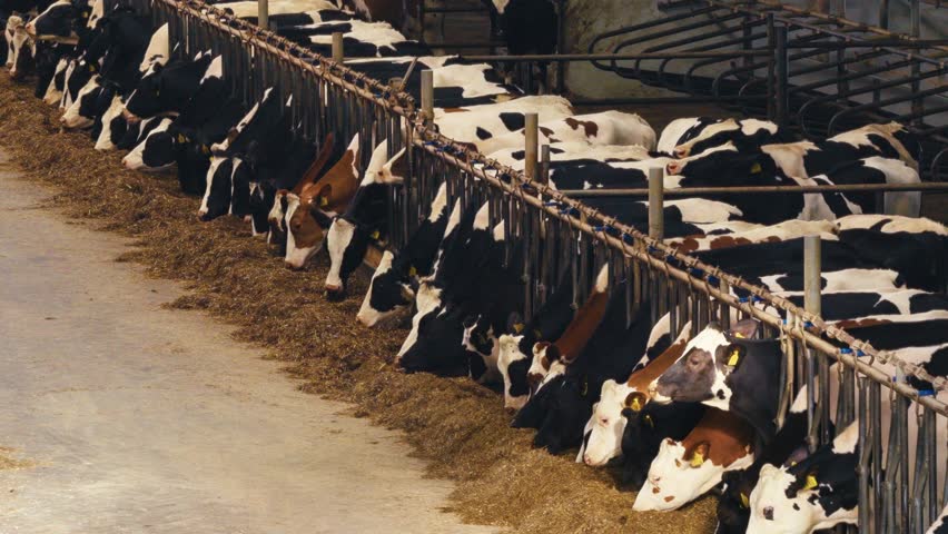 Several cows chew on hay inside a sunlit barn, captured from a low angle in natural lighting