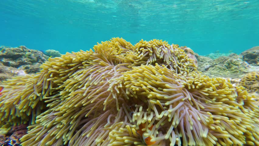 A close-up view of vibrant anemone fish swimming among sea anemones on a coral reef in the Bali, Indonesia. This tropical marine life scene captures the rich biodiversity of the ocean.
