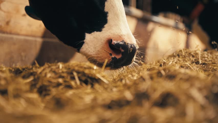 Several cows chew on hay inside a sunlit barn, captured from a low angle in natural lighting