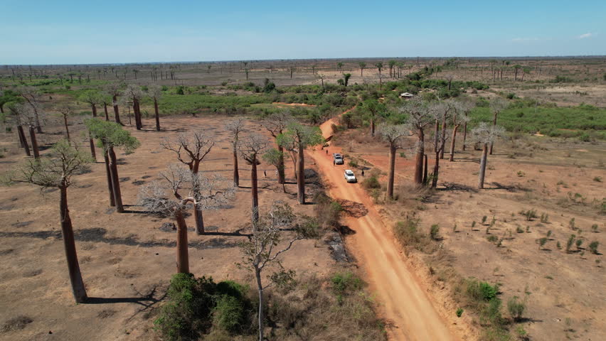 A high drone pan reveals the curved red road flanked by towering baobab trees in Beroboka, Madagascar. Captures rural scale and landscape contrast from above.