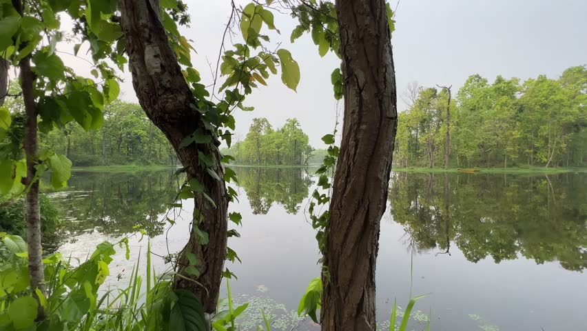 A tranquil wetlands scene featuring clear reflections of lush trees on still water. Captures harmony between water and forest, perfect for relaxation, nature, and environmental footage.