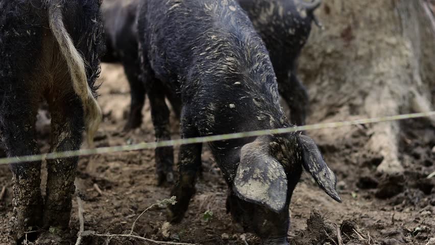 Muddy black Mangalica pig searching through mud for food in a forest. Black muddy Mangalica pig . Black pig