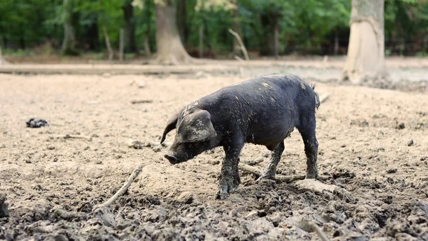 Muddy black Mangalica pig walking in a muddy pen with other pigs in it. Black muddy Mangalica pig . Black pig