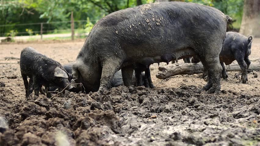 Muddy black Mangalica sow pig with her piglets in a muddy pen . Black muddy Mangalica pig . Black pig