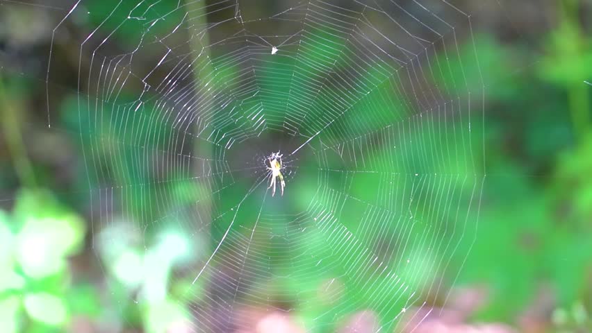 Spider web in the forest with a large spider in the middle in Bielaviezskaja Pusca National Park Bialowieza Forest Kamyanyets District Brest Region Belarus.