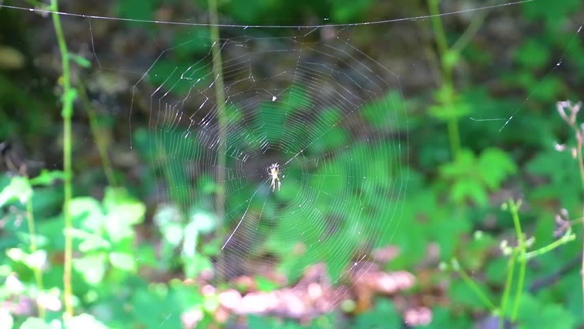 Spider web in the forest with a large spider in the middle in Bielaviezskaja Pusca National Park Bialowieza Forest Kamyanyets District Brest Region Belarus.