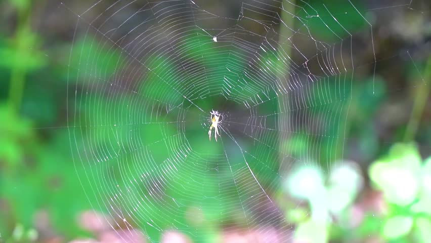 Spider web in the forest with a large spider in the middle in Bielaviezskaja Pusca National Park Bialowieza Forest Kamyanyets District Brest Region Belarus.