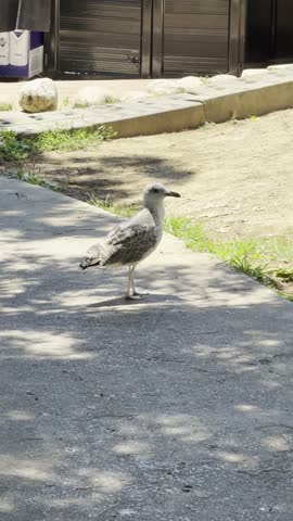 Seagull calmly standing on urban asphalt walkway under tree shadows with passing pedestrian feet. Peaceful wild bird in city park, perfect for Reels, Shorts, Instagram Story. Captivating nature moment