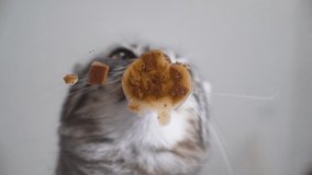 A calm domestic tabby-grey cat eats wet food close to the camera, revealing whiskers and nose movements. - Powered by Shutterstock - Get 15% off with code: PIKWIZARD15