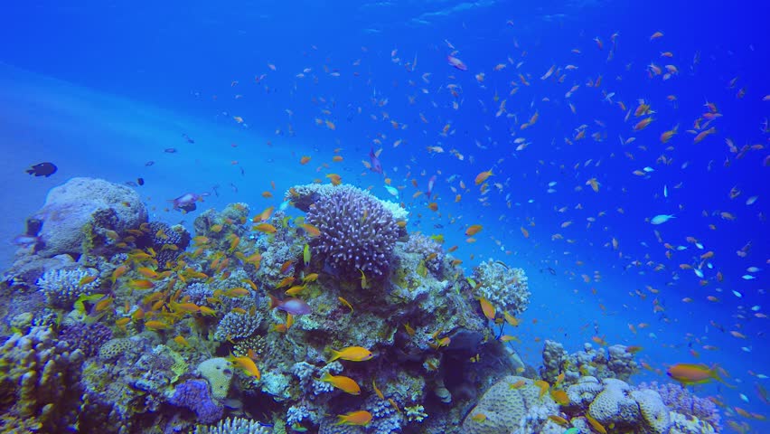 Underwater Colourful Tropical Reef Fish. Tropical underwater sea fish. Colourful tropical coral reef. Scene reef. Marine life sea world. Underwater fish reef marine.