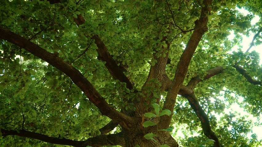 Towering oak branches filled with green leaves in city park in United Kingdom. Sunlight shining through thick foliage in public park. Strong tree limbs supporting vibrant summer canopy