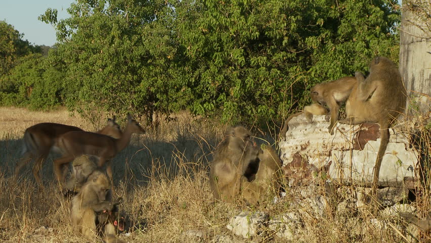 A troop of baboons grooming in the morning sun as a small herd of imapala's walk
