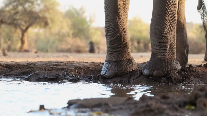 Medium shot of an African elephant's feet and trunk while standing at a waterhole drinking in front of an underground hide. Filmed from a low angle in Mashatu Game Reserve, Botswana.