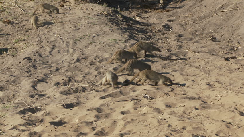 A pack of mongooses running across sand