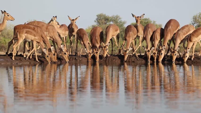 Wide shot of a herd of impala antelopes drinking nervously from a waterhole in front of an underground hide. Beautiful reflection on the water. Filmed in Mashatu Game Reserve, Botswana.