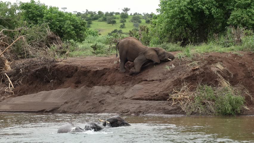 Three African elephant bulls playing in the water while another elephant male sliding down the bank, Mashatu Game Reserve.