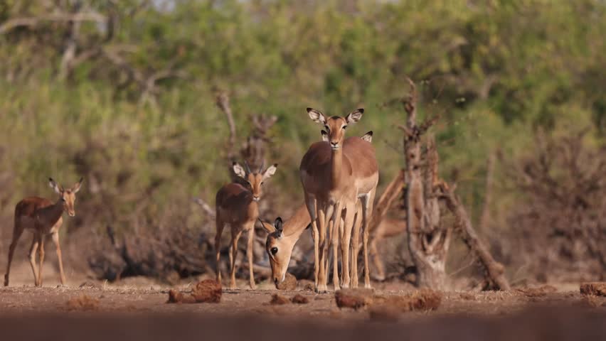 Wide shot of a herd of impala antelopes walking through the dry landscape of Mashatu Game Reserve in Botswana. Smelling some elephant dung on their way. Filmed from an underground hide at a low angle.