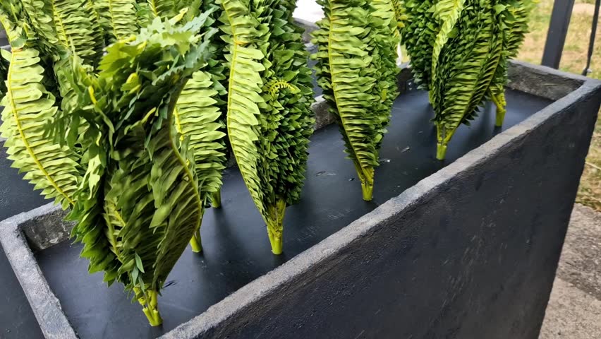 plastic flower pot in a row ready to be placed in a garden center. sale and planting of indoor plastic ferns in the corridor in one row