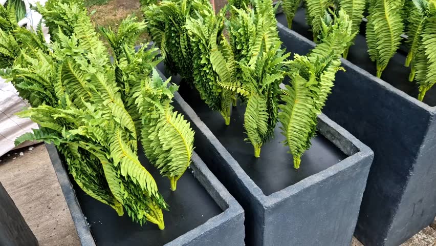 plastic flower pot in a row ready to be placed in a garden center. sale and planting of indoor plastic ferns in the corridor in one row