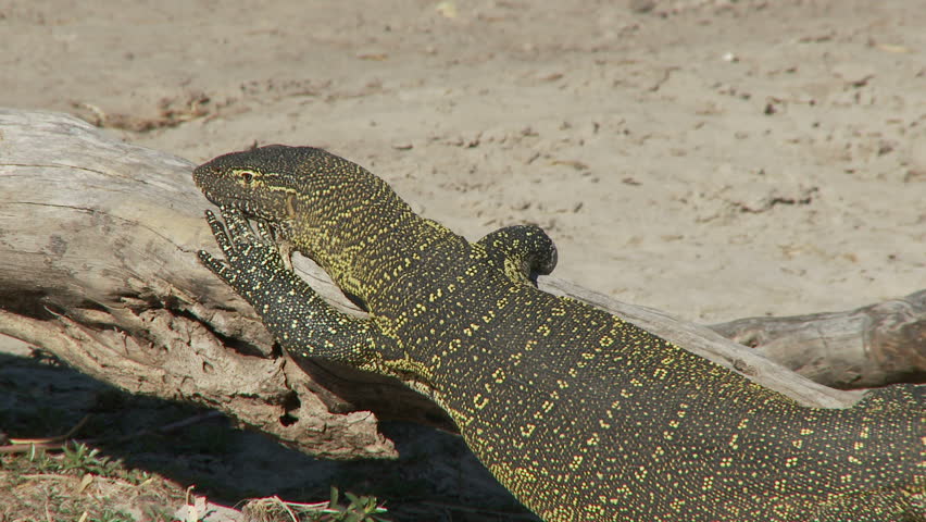 A monitor lizard lifts its head up from basking on a dead tree branch