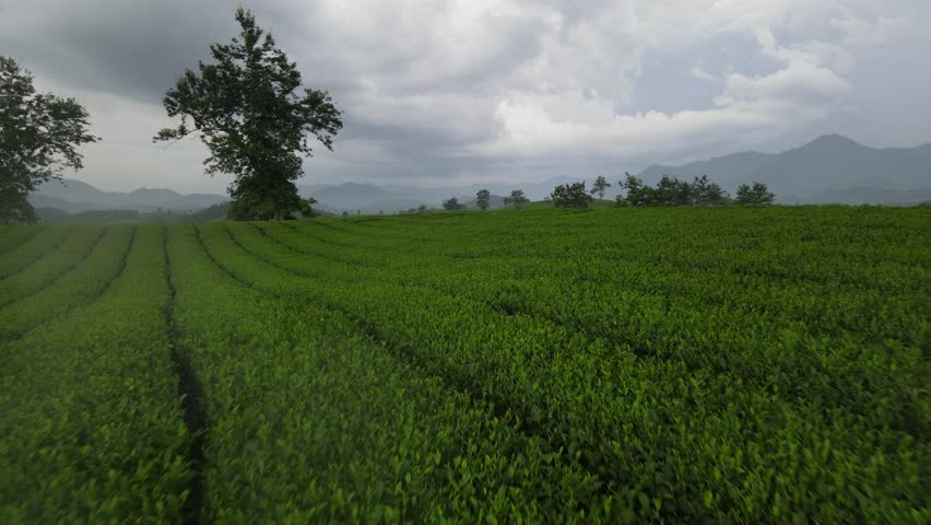 Tea leaf plant plantation Long Coc Vietnam eco agriculture field hill Southeast Asia drone
