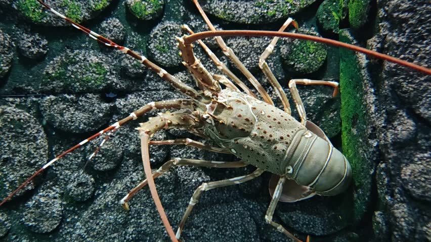 Beneath the shimmering surface of the ocean, the lobster moves gracefully across the rocky seabed. Its tough, armored shell glints in the filtered sunlight, offering protection from predators.