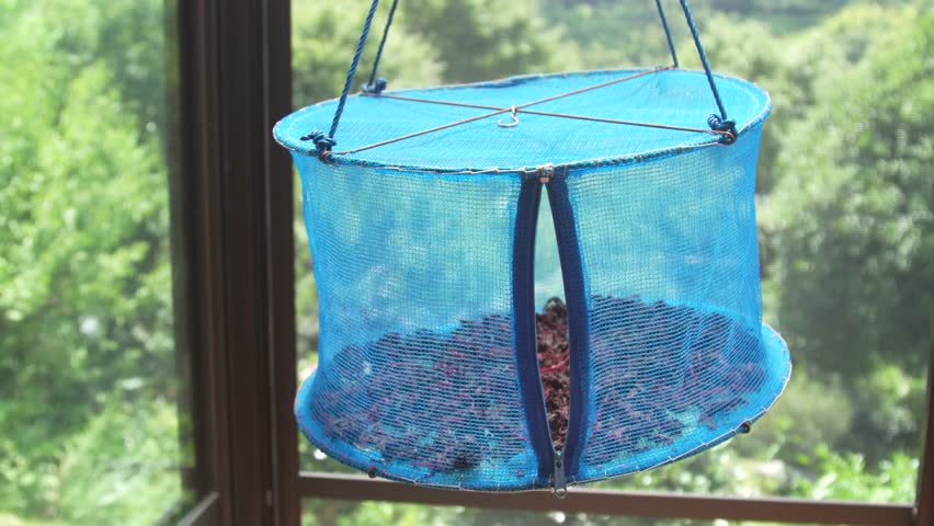 Drying red shiso leaves taken out for making umeboshi