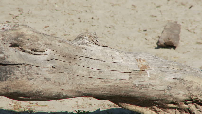 A monitor lizard basking in the sun on a dead tree branch