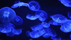Glowing blue jellyfish floating slowly in dark aquarium. Bioluminescent marine animals with translucent bodies in deep ocean water. Marine life and underwater animals. Undersea background - Powered by Shutterstock - Get 15% off with code: PIKWIZARD15