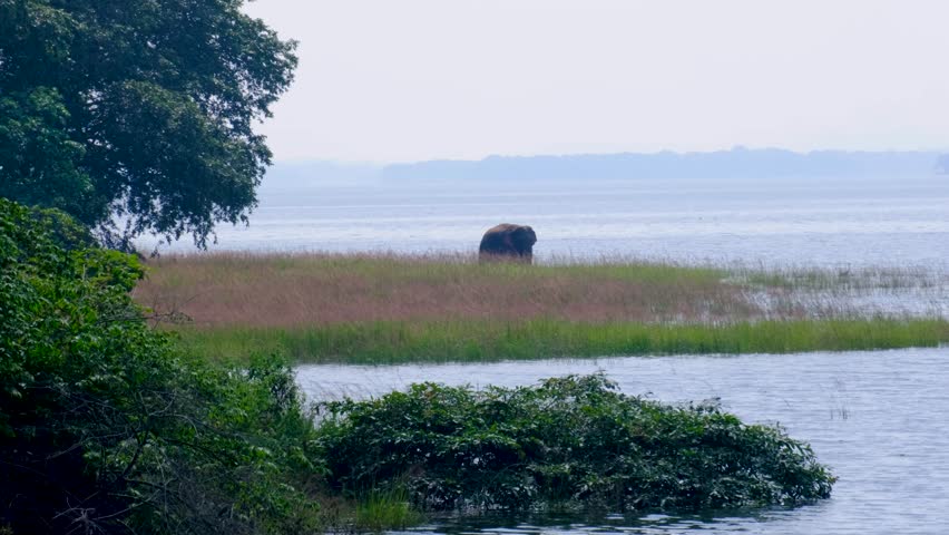 Solo Asian elephant Elephas maximus maximus in the wild near Minneriya eating aquatic plants in lake in North central Sri Lanka