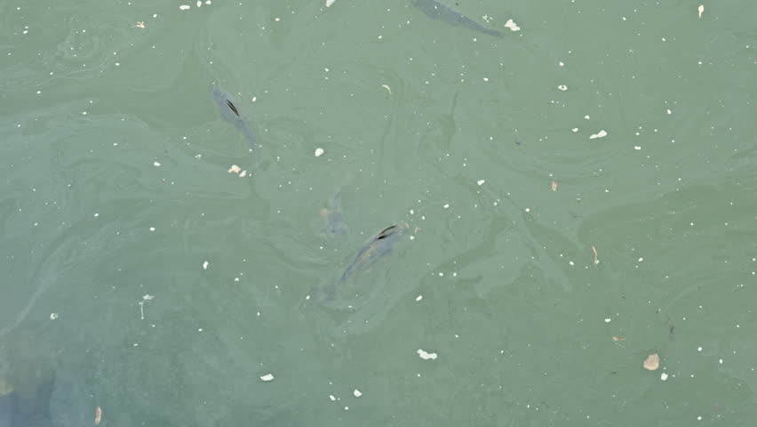 A big fish swims in a pond and splashes in the water. Many fish swim on the surface of the water and splash in the water. Lake with fish