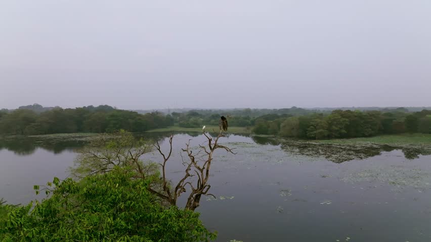 Drone zoom in showing birds perched on a dry tree above a peaceful lake in lush Sri Lankan landscape