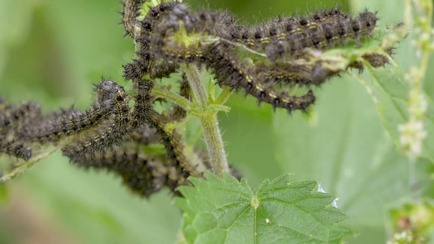 A close-up view of several caterpillars, which are the larval stage of butterflies and moths, clinging to a stem of a plant
