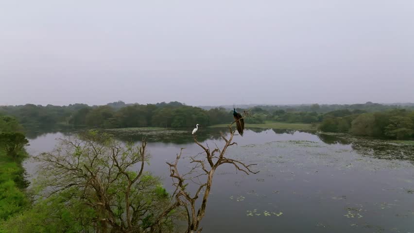 Drone semi orbit around a dry tree with birds perched, over a calm lake surrounded by forest in Sri Lanka