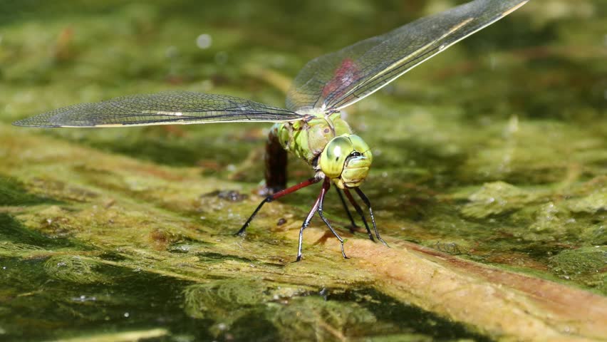 A close-up footage of a beautiful  dragonfly, specifically an Emperor dragonfly (Anax imperator) dipping its tail on a water body