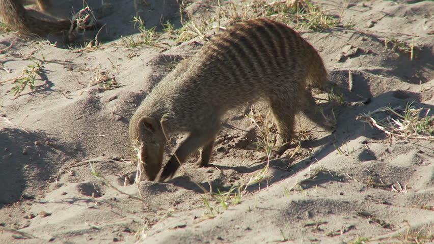 A pack of mongooses digging feverishly in the soft sands in search of food