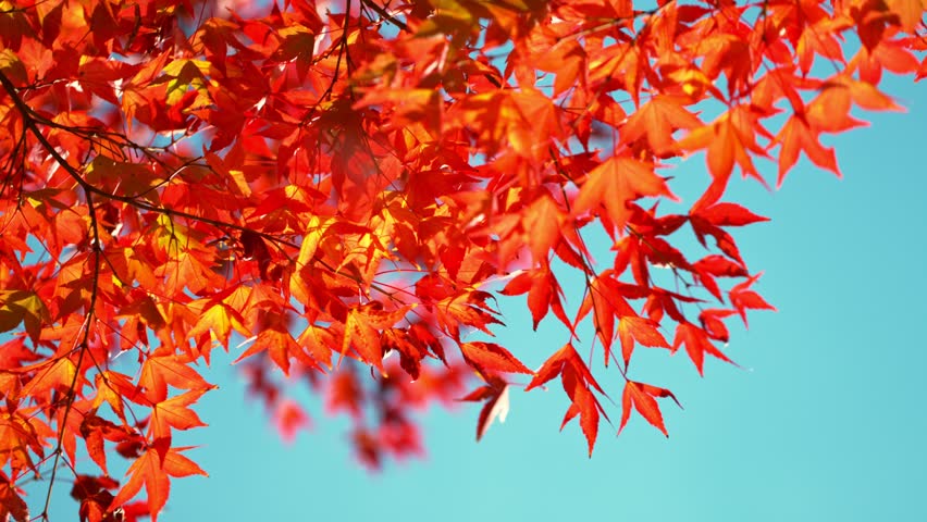 Super Slow Motion of Autumn Yellow Maple Leaves Wavering and Falling Down . Filmed on High Speed Cinema Camera , 1000 fps . Beautiful Autumn Moody Colored Background .