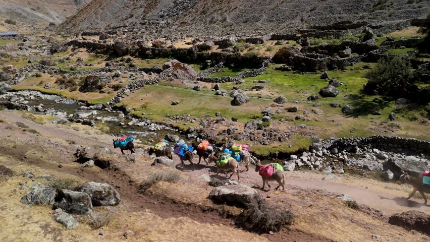 Pack donkeys carry bags on the Huayhuash trek, winding through a high Andean valley beside a mountain stream with Inca ruins in view - aerial parallax shot
