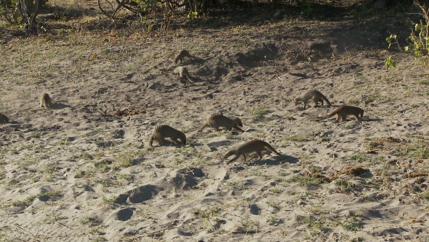 Mongooses foraging