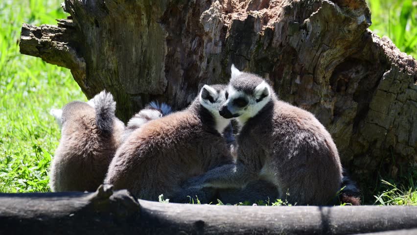 A close-up view of a group of ring-tailed lemurs, a primate native to Madagascar, sitting together in a wooden bark in a grassy landscape