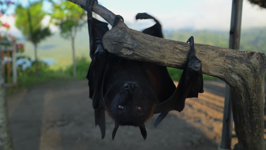 Fruit bat or flying fox - Pteropus giganteus. Tourist zone in Bali, Indonesia