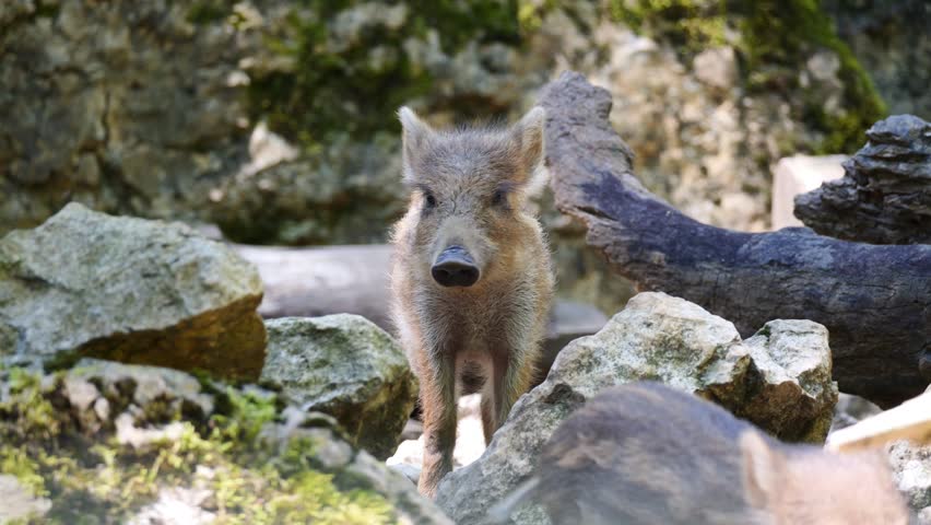 A view of a baby wild boar standing between rocks and looking sharply