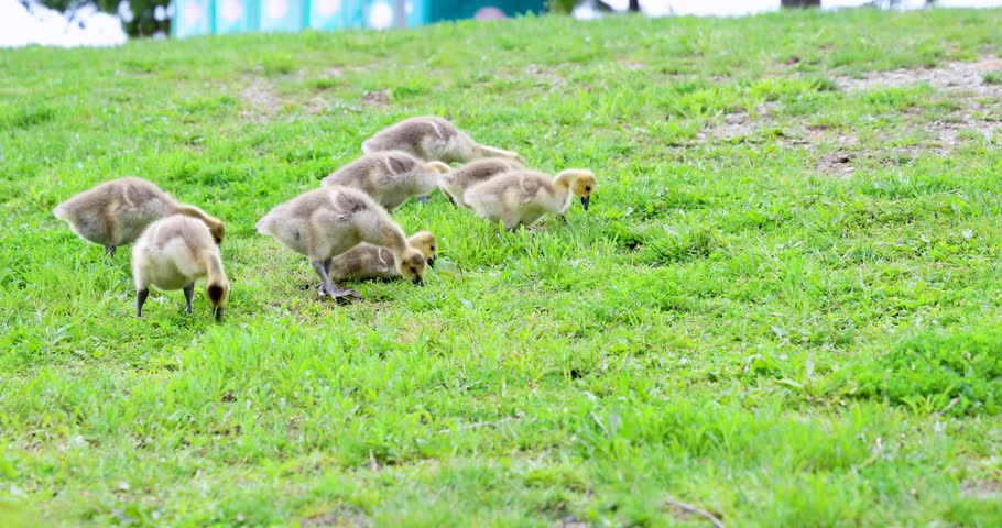Fluffy baby birds wander and peck across a grassy field on a bright and peaceful spring day