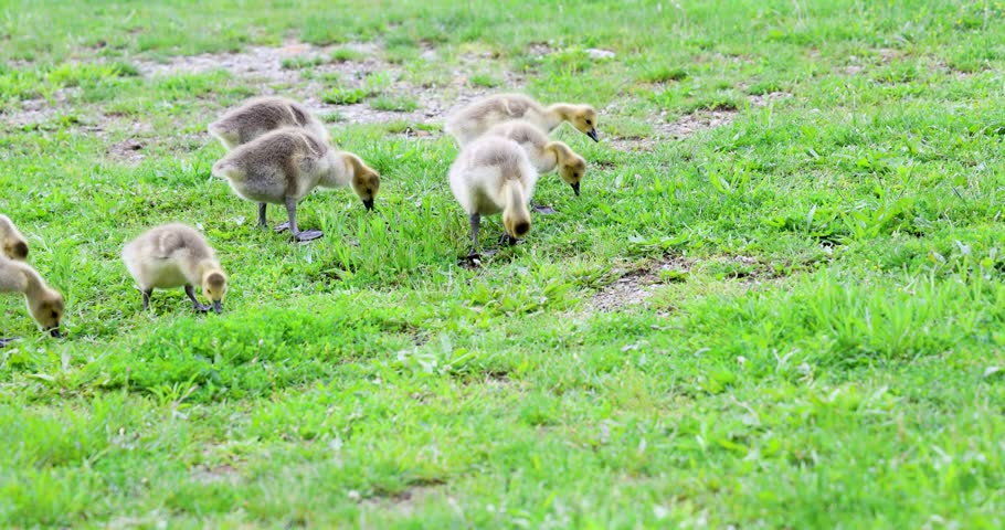 A group of fluffy goslings forage on a green grassy field, exploring their surroundings together
