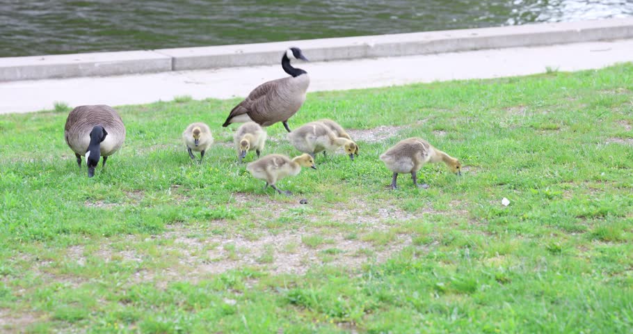 A family of geese with goslings grazes peacefully on green grass near a waterfront sidewalk