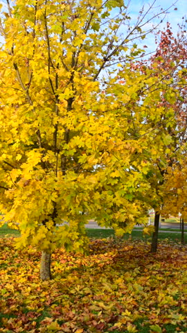 A scenic view of an autumn park with bright yellow leaves on the trees.