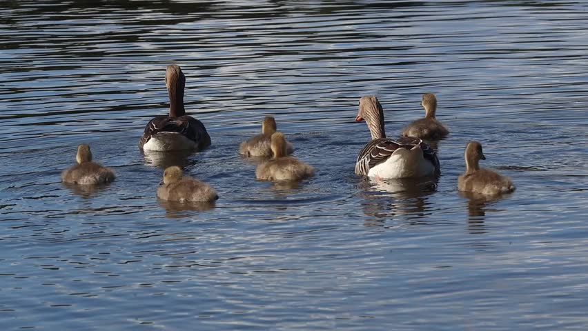 A close-up view of two adult geese and five goslings swim together on calm blue water, with reflections visible below them