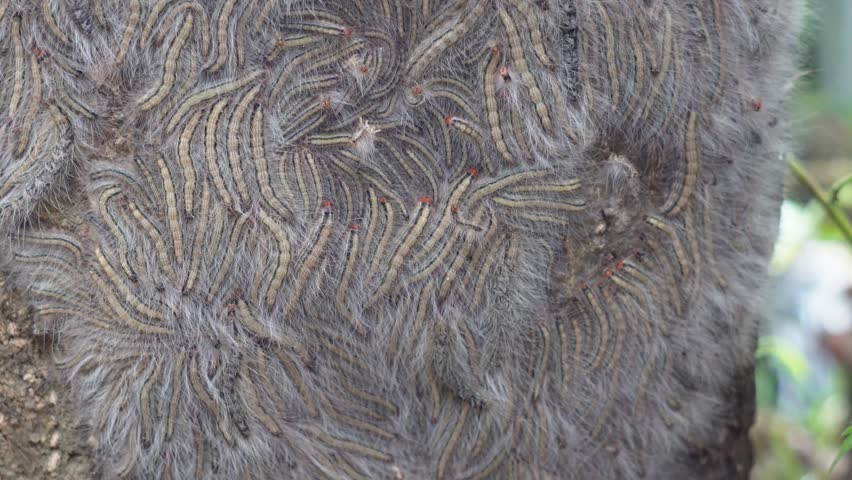 A large congregation of Oak Processionary Moth caterpillars or Thaumetopoea processionea in closeup
