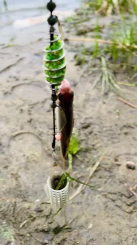 caught fish hangs on the hook